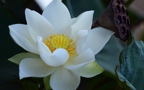 Нежный белый цветок лотоса крупным планом