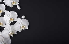 Delicate white orchids with stones on a black background