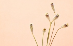 Высушенные отцветшие цветы на бежевом фоне