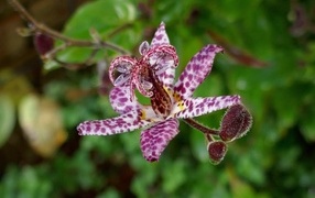 Экзотический пятнистый цветок орхидеи