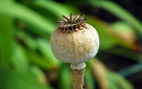 Отцветший мак крупным планом 