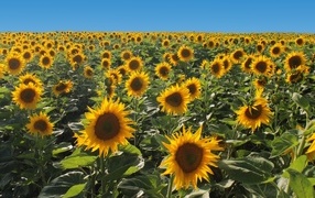 Поле больших цветущих подсолнухов под голубым небом