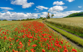 Поле красных маков под голубым небом с белыми облаками