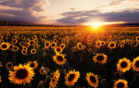 Поле с желтыми подсолнухами в лучах солнца на закате