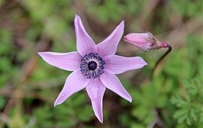 Лесной цветок анемона с бутоном крупным планом