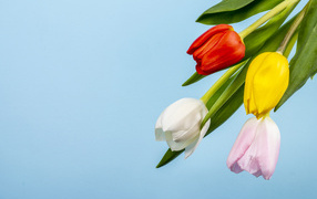 Четыре тюльпана на голубом фоне