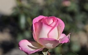 Ароматная розовая роза крупным планом