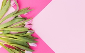 Свежие тюльпаны на нежном розовом фоне