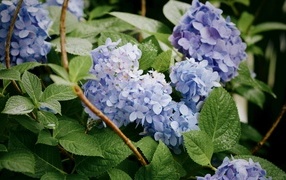 Садовая гортензия в зеленых листьях