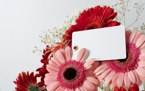 Герберы с листом бумаги на сером фоне, шаблон для открытки