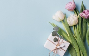 Подарок с тюльпанами на голубом фоне