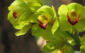 Зеленые цветы орхидеи крупным планом