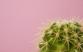 Зеленый колючий кактус на розовом фоне