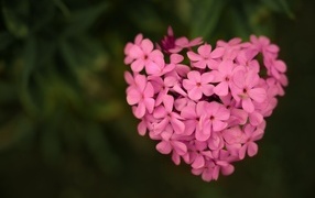 Сердце из розовых цветов флокса