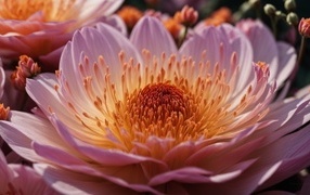 Огромный розовый цветок пиона крупным планом