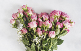 Большой букет розовых роз на сером фоне