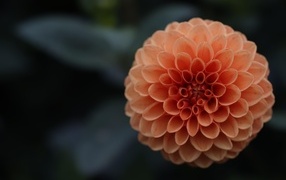 Большой оранжевый цветок георгина крупным планом