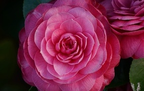 Большой розовый цветок камелия крупным планом