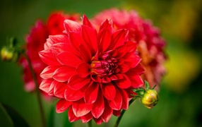 Большая красная георгина с бутоном в лучах солнца на клумбе летом