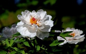 Большой белый пион крупным планом