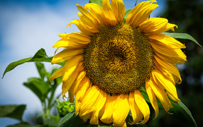 Большой желтый подсолнух на фоне голубого неба