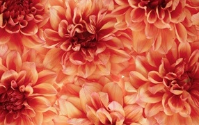 Много оранжевых георгин крупным планом