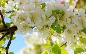 Пышная цветущая ветка яблони