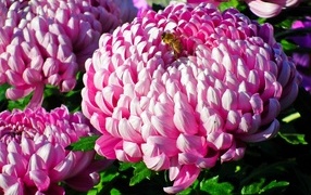 Пышные крупные розовые цветы хризантемы