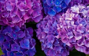 Пышные фиолетовые  цветы гортензии