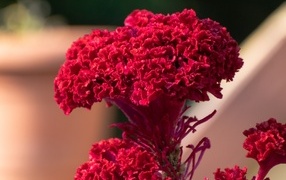 Пышный красный цветок крупным планом