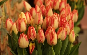 Много оранжевых тюльпанов крупным планом