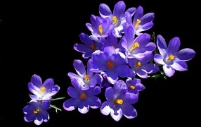 Много фиолетовых крокусов на черном фоне