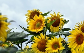 Много желтых подсолнухов на поле летом