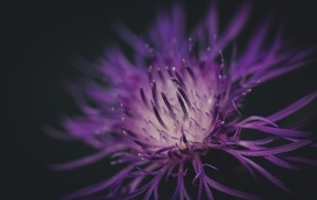 Середина фиолетового цветка на черном фоне