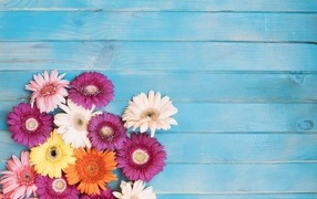 Разноцветные герберы на голубом фоне