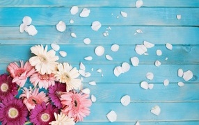 Разноцветные герберы с лепестками на голубом фоне