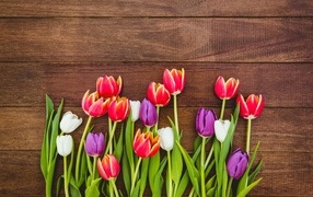Разноцветные тюльпаны на деревянном фоне