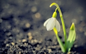 Один белый весенний подснежник на черной земле