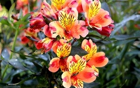 Оранжевые цветы альстромерия крупным планом