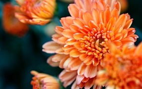 Оранжевые хризантемы на ветке крупным планом