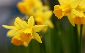 Оранжевые нарциссы на клумбе крупным планом