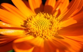 Оранжевый цветок георгина крупным планом