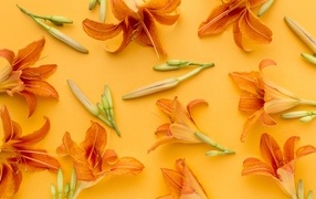 Оранжевые цветы лилейника на желтом фоне