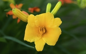 Оранжевый лилейник с бутонами крупным планом