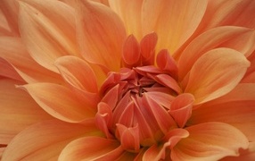 Оранжевый крупный цветок георгина крупным планом