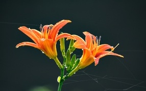 Оранжевые цветы лилии на черном фоне в каплях росы