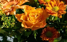 Оранжевые розы и хризантемы крупным планом