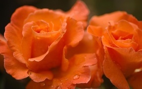 Оранжевые розы с каплями дождя на лепестках