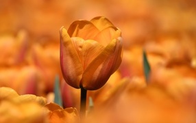 Оранжевый цветок тюльпана на клумбе крупным планом