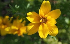Perennial yellow chrysanthemum flower